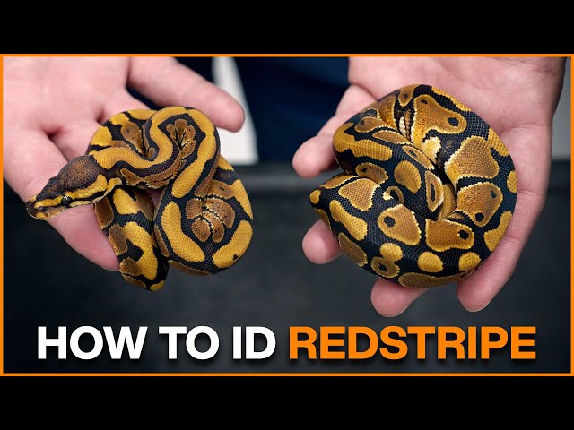 How to Identify REDSTRIPE in Ball Pythons!