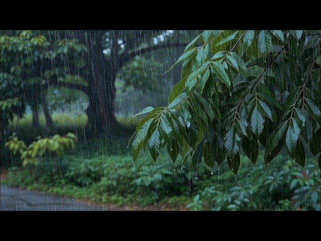 Calming Gentle Rain Falling on Roadside Leaves Will Lull You to Sleep in Minutes // Calm Your Mind