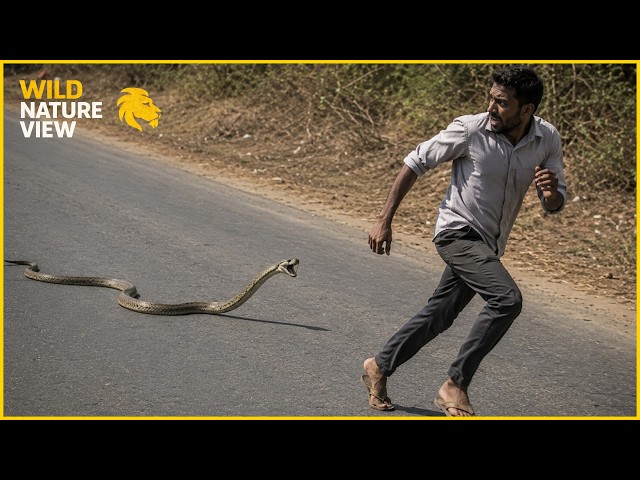 555 Terrifying Snake Encounters Caught on Camera | Animal Attacks #180