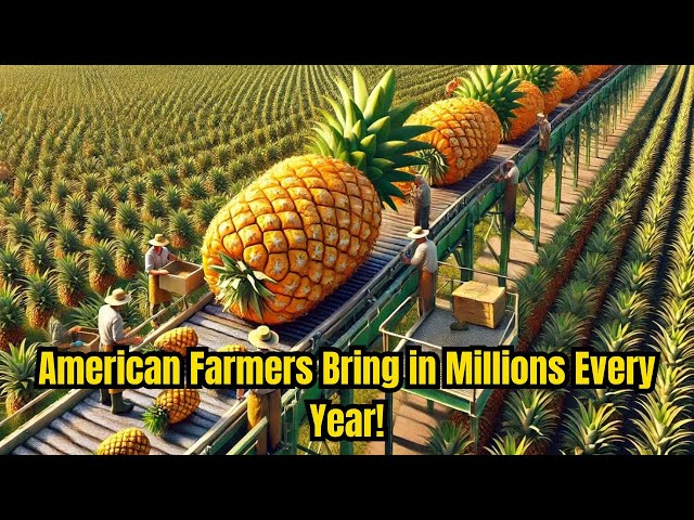 Inside the Massive Pineapple Harvest : How American Farmers Bring in Millions Every Year!