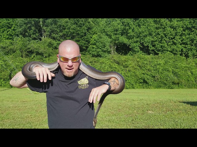 Morph Sunday: Everyone's Favorite Reticulated Python Morph.