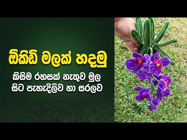 DIY පයිප් ක්ලීනර් ඕකිඩ් | Pipe Cleaner Orchid Easy DIY ✨️💜️