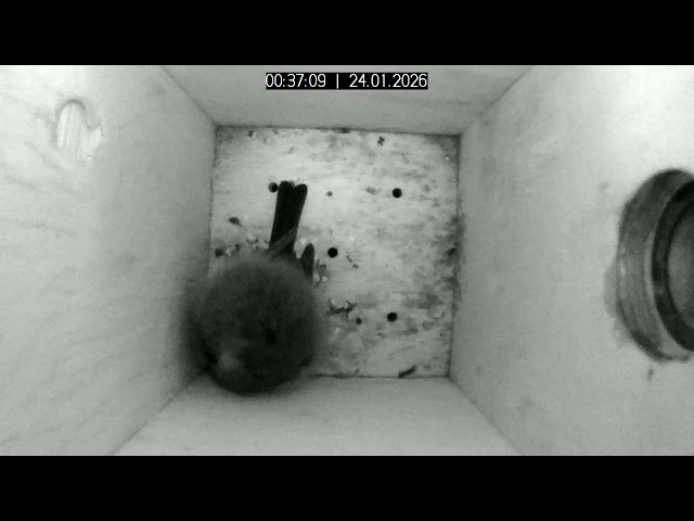 Live - Nistkasten/ Nesting Box - Schwerin/ Germany
