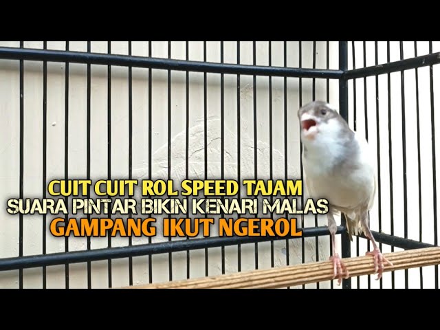 kenari gacor panjang Cuit Cuit EMOSI, Pancingan Kenari Paud Belajar Bunyi, terapi AMPUH Kenari MACET