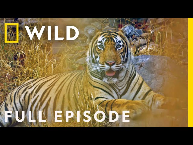 The Mystery of India's Elusive Big Cats (Full Episode) | Big Cat Kingdom