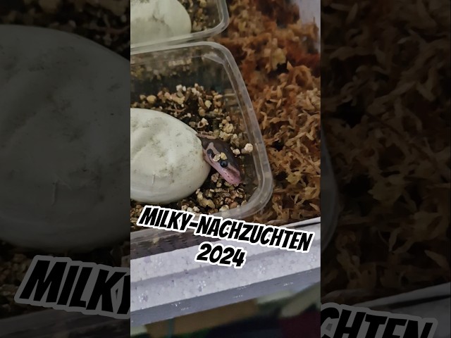 Rückblick 2024: Die ersten Nachzuchten von Milky #Python #Breeding #Ballpython