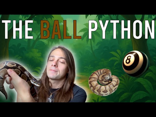 The BALL PYTHON Care Guide 🐍