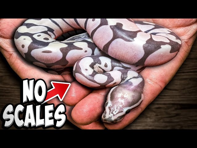 I Hatched A Scaleless Ball Python!