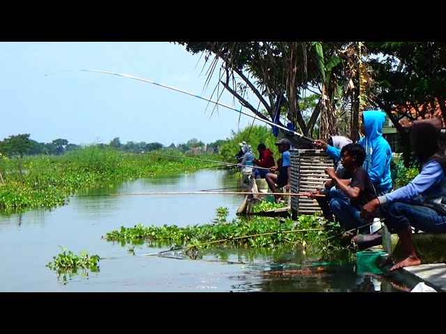 GACOR POL!!! Mancing liaran ikan bandeng dan ikan mas berasa mancing dikolam