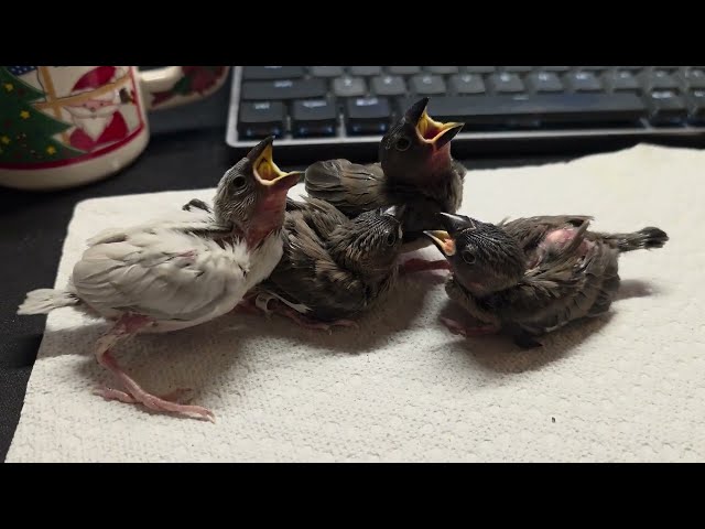 Java finch babies - no fit no sit (Day 20)