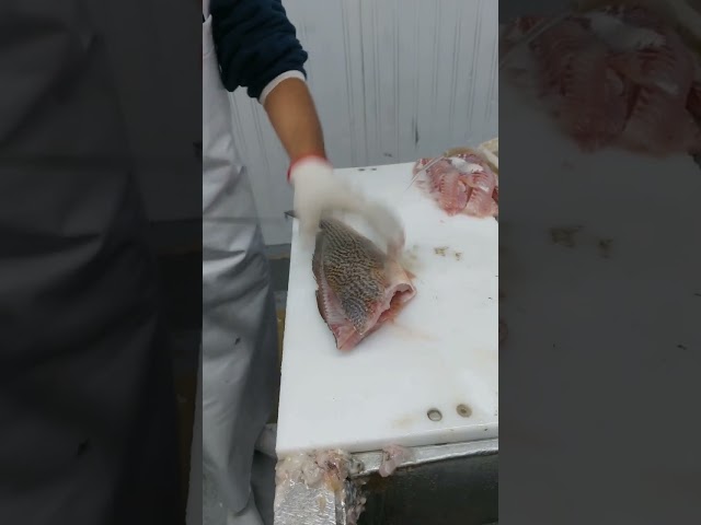 Filet de corvina