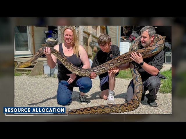 What’s Eating Pythons Alive in the Everglades? Camera Caught the NIGHTMARE Creature Whole!