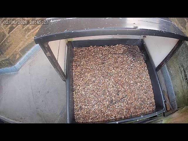 The Ossett Peregrine Project - Live Nest Cam