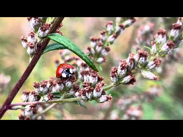 Artemisia vulgaris Mugwort plant with ladybug | Copyright-free video anyone can use Creative Commons