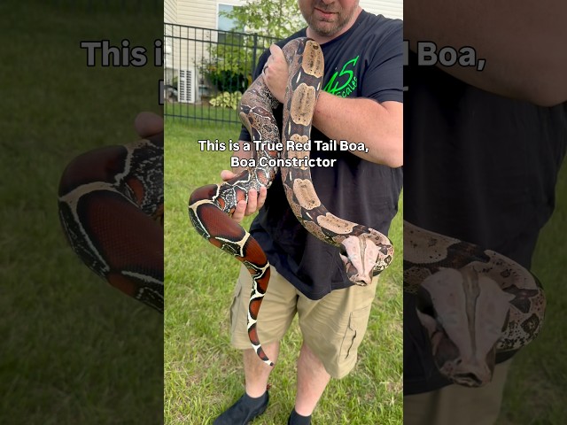 True Red Tail Boa - Boa Constrictor