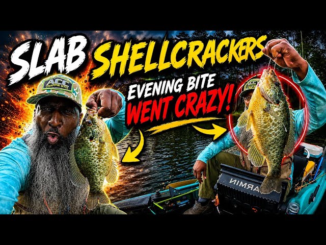 THIS DROPSHOT RIG CHANGED MY SHELLCRACKER  FISHING! (15 Fish Haul)