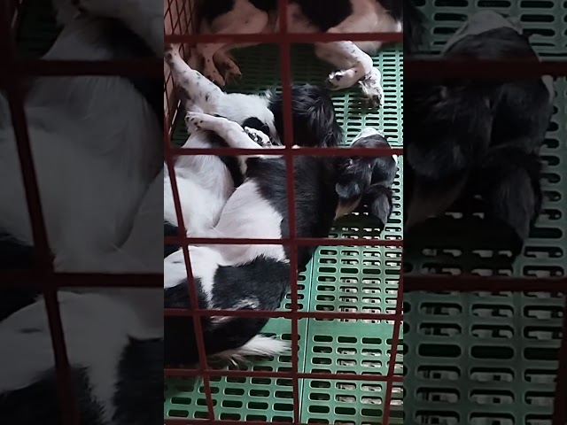 A very heartfelt scene...❤️ #sleepingpuppies #sleepingposition #happiness 🐕🥰😅