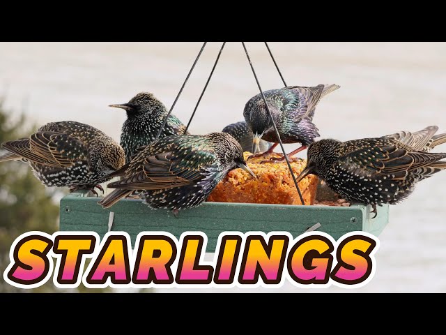 Food Is Out? Starlings WILL Be There | 4K Backyard Bird Cam