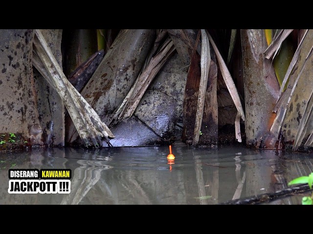 I'm LUCKY!!! Anglers catch a lot of fish just by fishing in one spot #SG-485