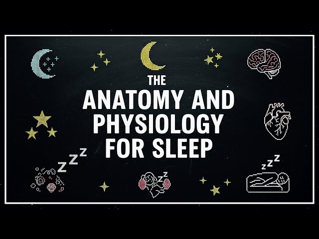 Anatomy & Physiology for Sleep: Human Body Systems to Fall Asleep To