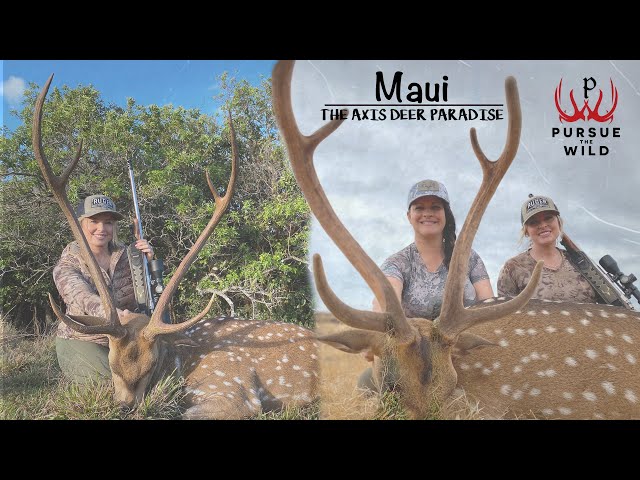 MAUI - THE AXIS DEER PARADISE