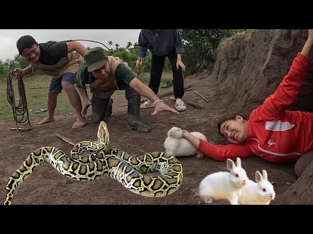 Busy chasing white rabbits, the girl fell into a giant python's trap.