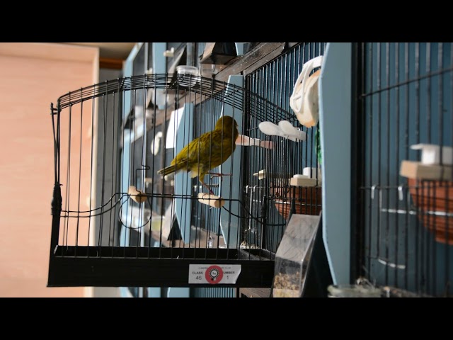 😁🎶😃🎵😮 Border Canary Singing #shorts #canary #border #breedingbirds #breedingcanaries