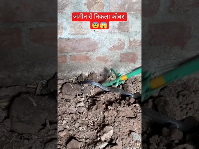 आखिरकार कोबरा ही निकला 😱जिसे देखने लोगो की लगी भीड़ #snake #cobra #snakebite #nagin
