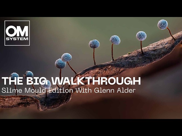 The Big Walkthrough - Slime Mould Edition With Glenn Alder