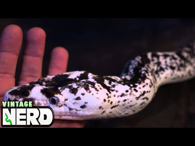 More Cow Reticulated Python