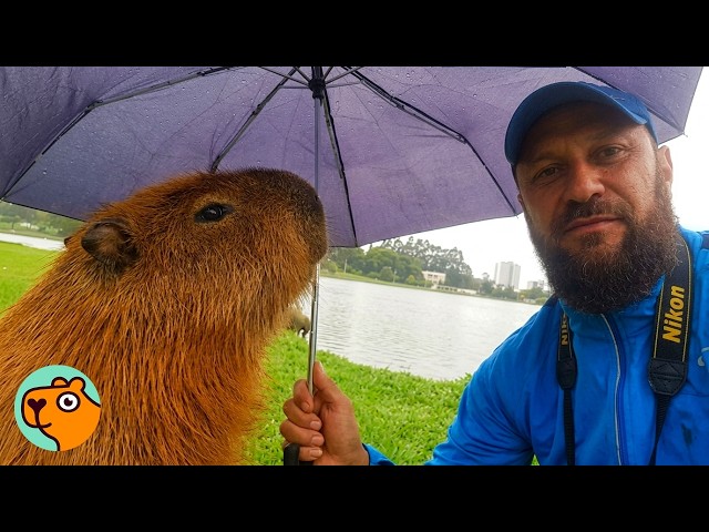 Wild Capybara Hides Under Man’s Umbrella | Cuddle Buddies