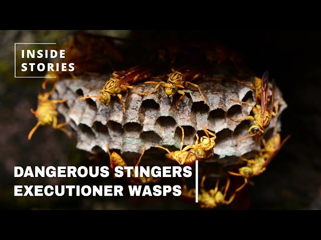 The Executioner Wasp | The King Of Sting