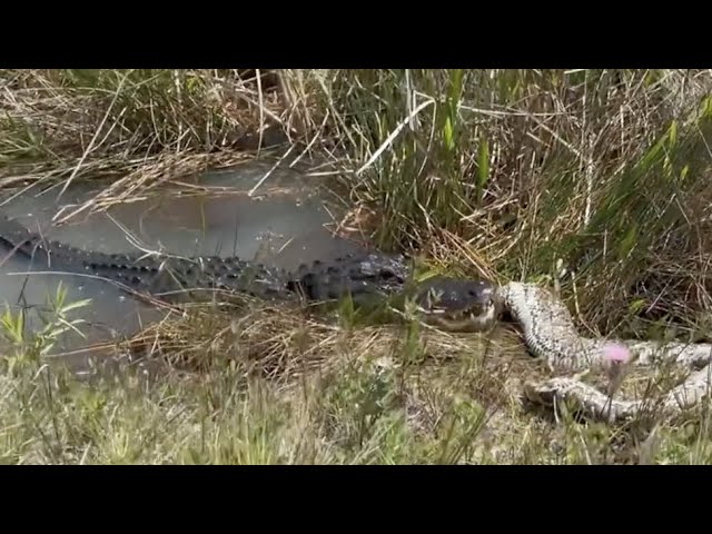 Gator Chomps Down on HUGE Python in Florida Everglades in WILD Video