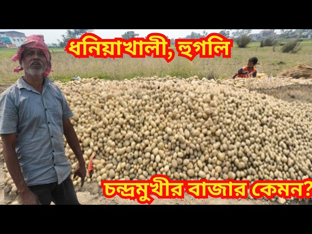 মাঠ থেকে প্রাচুর চন্দ্রমুখী আলু উঠছে | দাম নেই চাষীদের মাথায় হাত | কী বলছেন হুগলি জেলার আলু চাষীরা?