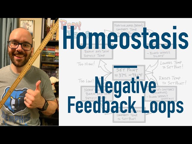 Homeostasis - BEST Way to Learn Negative Feedback Loops + Blood Pressure & Body Temperature Examples