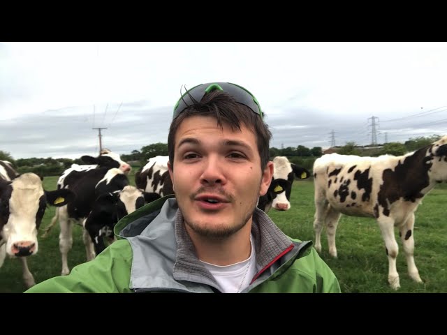 How Dangerous Are Cows To Walkers?