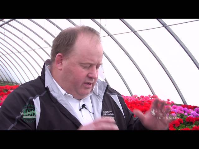 Rose Planting Tips | From the Ground Up