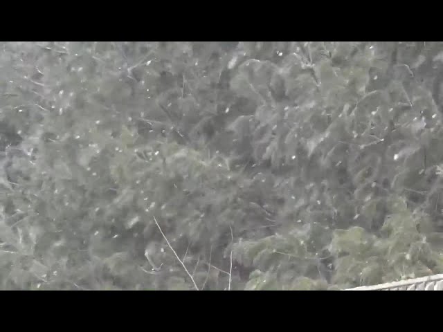 Could our deep freeze this weekend cause ‘exploding trees’?