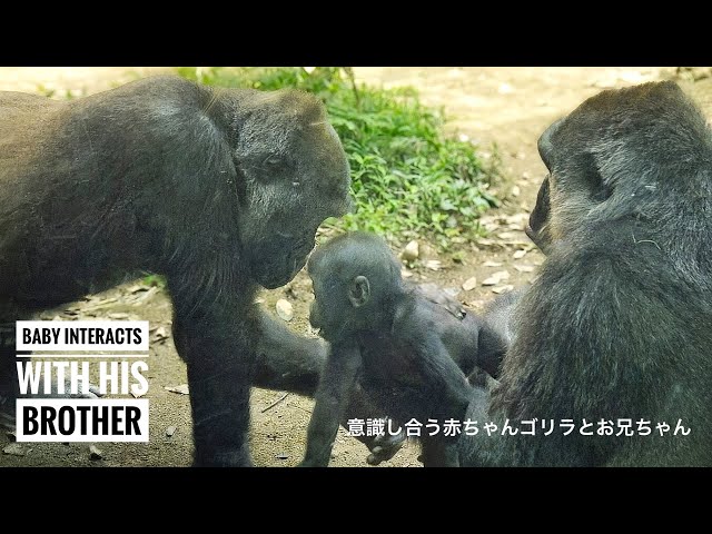 Baby Gorilla Delighted | Interaction Between Gorilla Siblings | Update on Kyoto Zoo