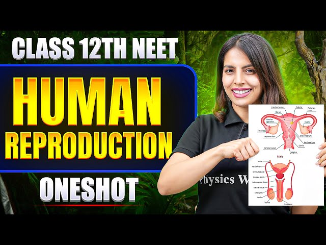 HUMAN REPRODUCTION in ONE SHOT | All Concepts & PYQs | Basics to Advanced | Class 12 NEET