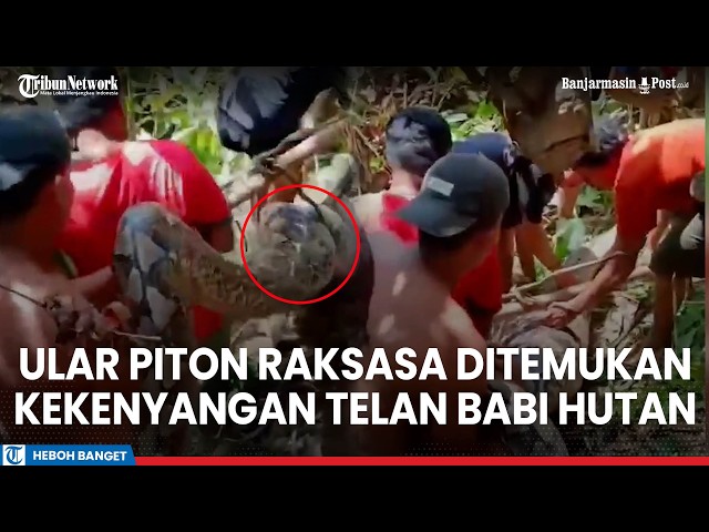 Giant Python Found After Swallowing Wild Boar, Too Full to Move in Polman, West Sulawesi