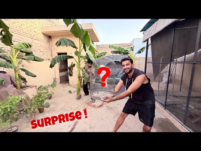 New Bird Surprise Anay Wala Hai🥳 Guess Kren Sb Kl Kia Hoga😍