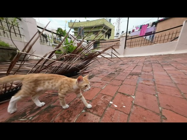 cat on terrace2 left right cam VSDC stitch VT180C injected