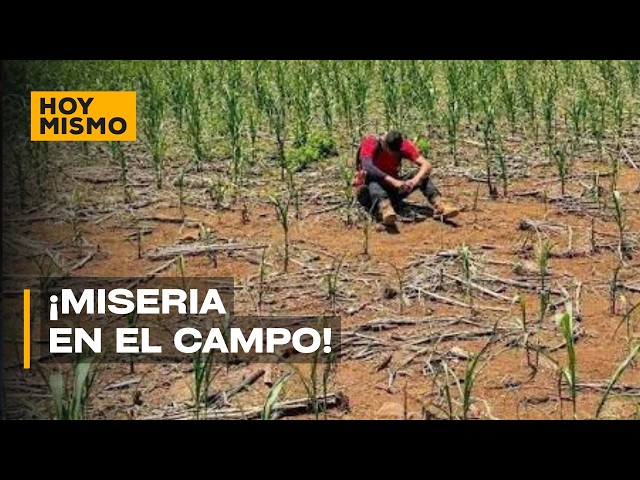 Shortage Alert: Drought devours 25 manzanas of corn in El Progreso and threatens grain prices.