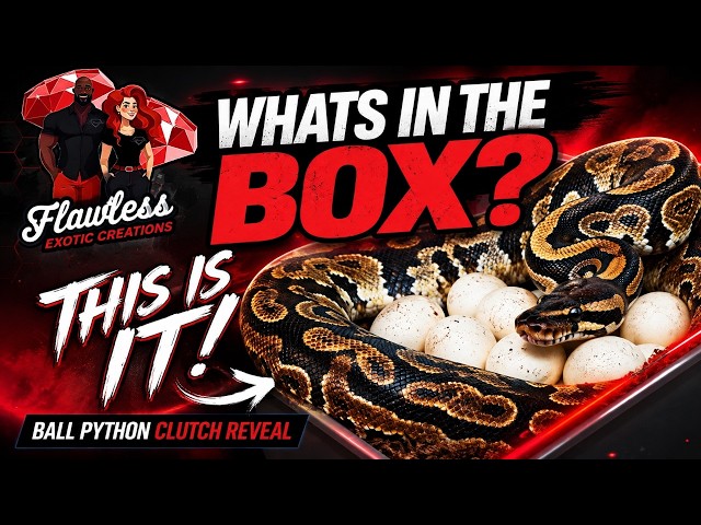 THIS Is Why We Made This Pairing! 🤯 | Ball Python Clutch Reveal