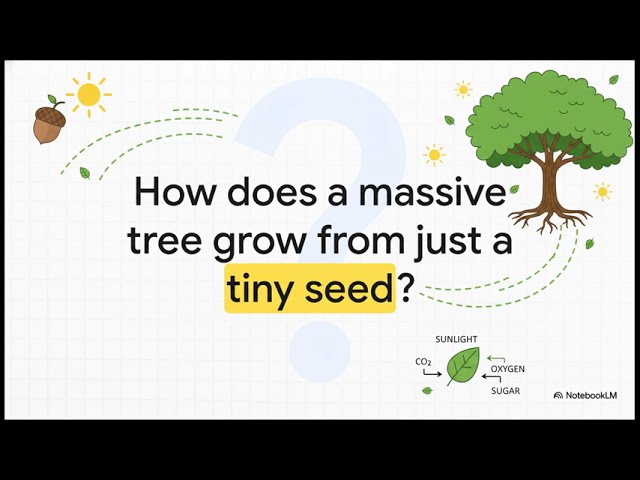 GCSE AQA Biology 4.1 Photosynthesis
