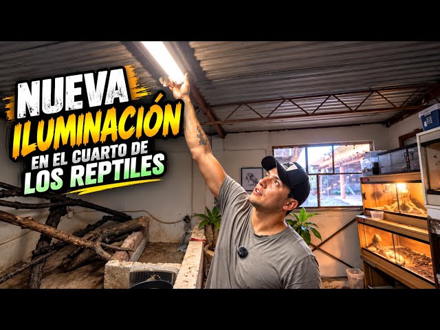 I FINALLY CHANGED THE LIGHTING IN THE REPTILE ROOM