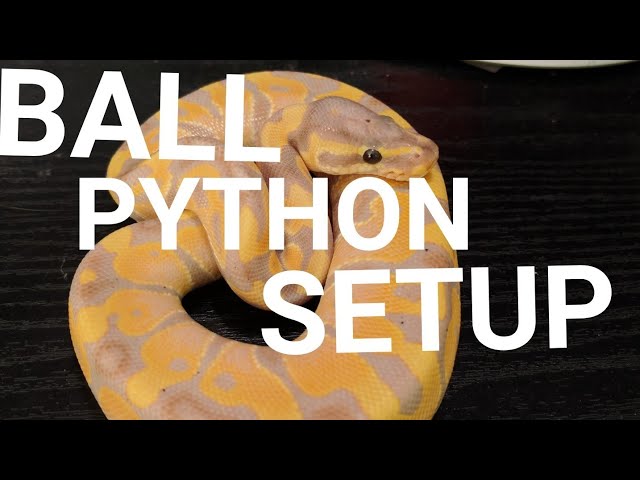 Juvenile BALL PYTHON Tank Setup! (How To and Care Tips)
