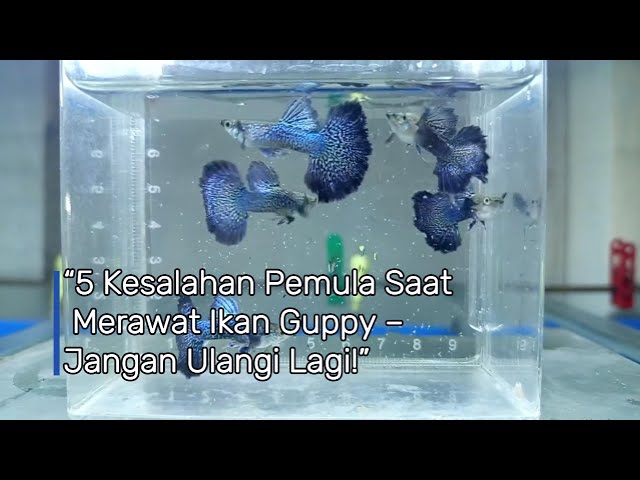 “5 Kesalahan Pemula Saat Merawat Ikan Guppy –1