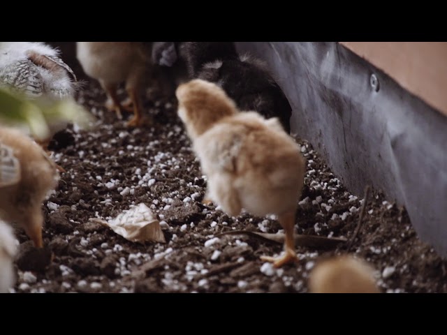Jurassic Park – Gallus gallus domesticus